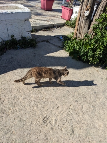 W poprzednim wpisie wspomniałem o upolowaniu znacznej ilości kotków, a zatem dziś pierwsza parta #kitku - PaczamTylko - Hejto.pl