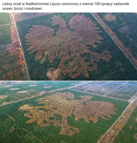 Posadzony 20 października 2018 r. z inicjatywy RDLP w Gdańsku i Chorągwi Gdańskiej ZHP w ramach obchodów setnej - damw - Hejto.pl