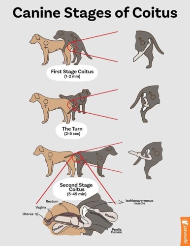 nauka #psy #nsfw - Deykun - Hejto.pl