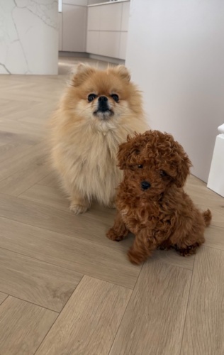 The minions xD #pieskiezycie #pokazpsa - bartek555 - Hejto.pl