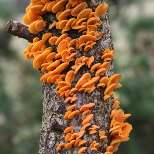 Mały wpis o małym pieknym grzybku (nie tym, zboku), co póki co u nas nie występuje i nie ma polskiej nazwy, ale - Ragnarokk - Hejto.pl