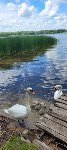 Abędzie. #zalew #splashnadwoda - splash545