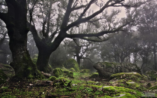 Mglisty i deszczowy poranek w korsykańskim lesie. ﻿#fotografia﻿ ﻿#mojezdjecie﻿ ﻿#korsyka﻿ Podoba sie? - - nxo - Hejto.pl