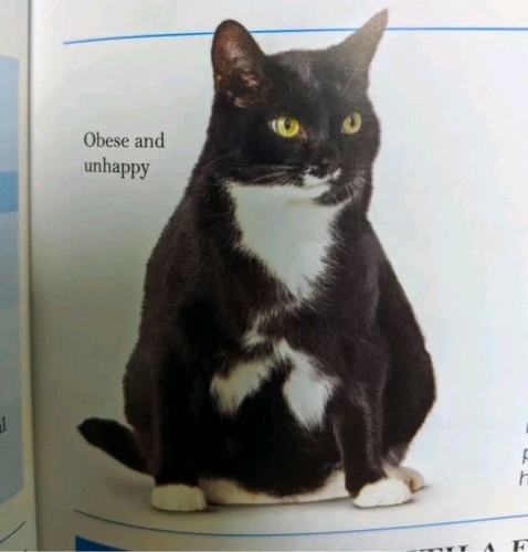 #smutnekitku #koty - Deykun - Hejto.pl