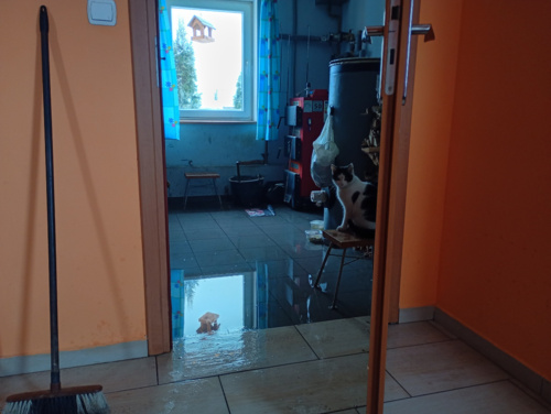 #koty #pokazkota #wkurw #katastrofa #powodz\ @TyGrySSek zgodnie z obietnicą pokaże Ci moje koty gdy coś fajnego - AlawarIII - Hejto.pl