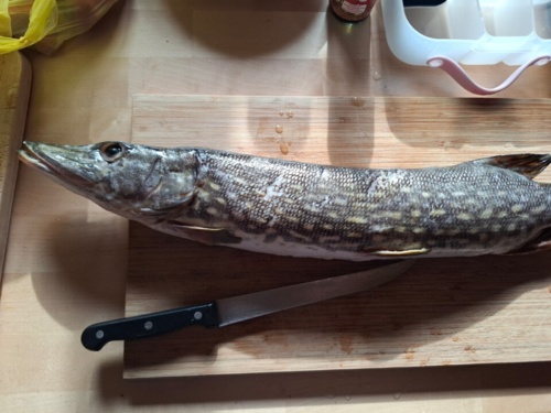 #gotowanie #gotujzhejto #ryby Drogi pamiętniczku, dziś pogryzłem się szczupakiem. Protip: nie wsadzać paluchów do - pierdonauta_kosmolony - Hejto.pl