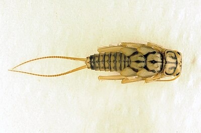 Skrzyd a Jak Warkocz Widelnice Plecoptera Podobnie Jak J tki Skrzyd a Jak Warkocz Widelnice Plecoptera Podobnie Jak J tki