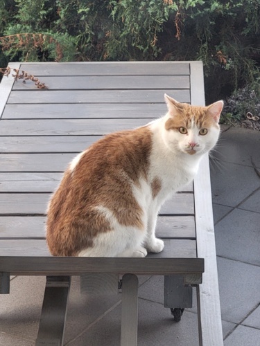 Koty już wiosnę czują, zaczynają się do mojej kotki złazić. #koty #pokazkota - Ravm - Hejto.pl