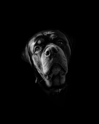 Dzisiaj o godzinie 15 Bentley odszedł, dołączył do Kali po drugiej stronie. Po 11 wróciliśmy ze spaceru, gdzie - Rozpierpapierduchacz - Hejto.pl