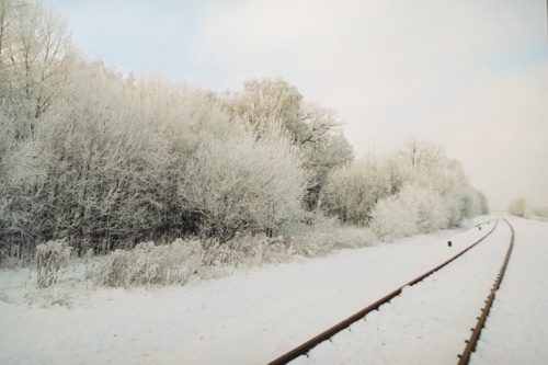 #fotografia #fotografiaanalogowa #tworczoscwlasna #zima Szadź - Byk - Hejto.pl