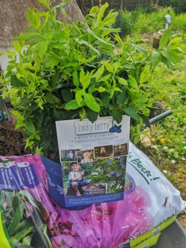 Trochę się jaram, bo kupiłem sobie borówki/jagody. Mieliśmy kupić tylko klasyczne odmiany (3), ale jak zobaczyłem - DziwnaSowa - Hejto.pl