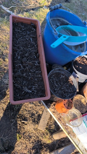 Z pół roku temu albo więcej pisałem że znalazłem gruszę ulęgałkę którą zbierałem na nasiona do - starebabyjebacpradem - Hejto.pl