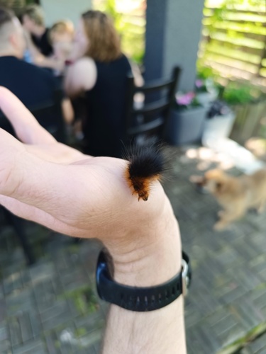 Kiciuś #smiesznypiesek - Yes_Man - Hejto.pl