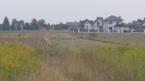 #pogoda #klimat #natura #ornitologia #ptaki No i c⁎⁎j, już po lecie. Bociany zbierają się do odlotu. Tutaj ok 25szt - myoniwy - Hejto.pl