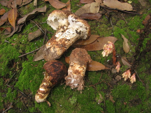 Dziś będzie grzyb tak u nas rzadki, że ostatnie potwierdzone na 100% jego znalezienie miało miejsce 102 lata temu. - Ragnarokk - Hejto.pl