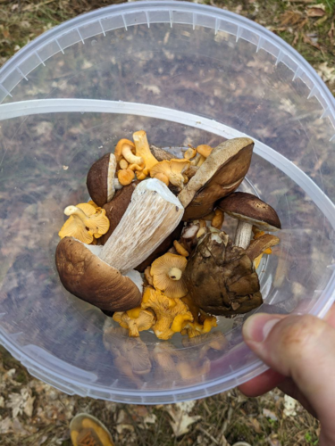 #grzyby #las #sezongrzybowy Szybki updejcik - jeszcze nie ma wysypu, ale kurki wyłażą. Cała masa malutkich łebków. - Fly_agaric - Hejto.pl