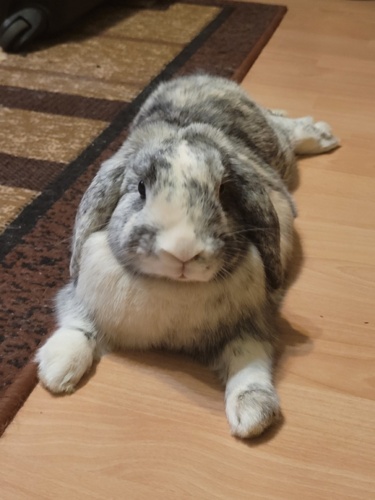 #fafasiezaburza #zwierzaki #kroliki #halomilicja TLDR: Ukradłam królika. Sorry, ale nie wiedziałam że tak nie - Fafalala - Hejto.pl