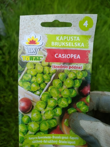 Zielenina dla prawdziwych mężczyzn a nie dla lalusiów! #rosliny - cebulaZrosolu - Hejto.pl