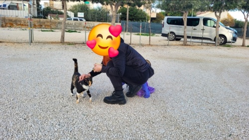 Cudna koteczka tricolor. Byla na parkingu razem z tym albinosem. Głodomorek straszny. Dostala papu jak przyjechaliśmy - Patkapsychopatka - Hejto.pl