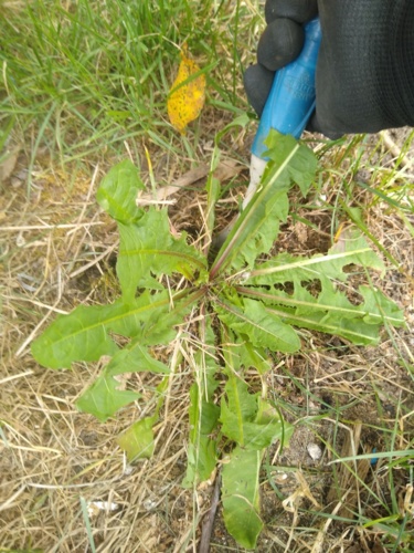 W nienawiści do mleczy zostałem wychowany. Każdy kto je lubi, to c⁎⁎j jest j⁎⁎⁎ny. Yo! bojowkaogrodnicza #trawa - Opornik - Hejto.pl