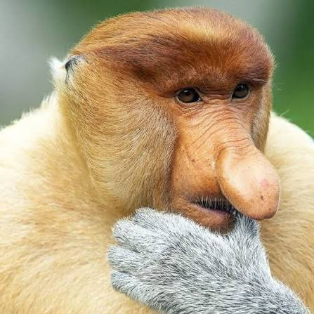 Bardzo dużo debili jest w kraju. Debil mam tu na myśli rasowego debila. Czyli kogoś, kto krótko mówiąc nie jest - evilonep - Hejto.pl