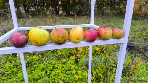 Dawno nic nie wrzucałem z tematu jabłek. Bo miałem napięty grafik jak leginsy na grycance. Przyszedł więc dzień - starebabyjebacpradem - Hejto.pl