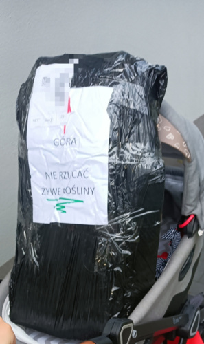 Mam fanty od @Yes_Man zgrywus dla niepoznaki napisał, że to rośliny :smiley: Dziękuję Panie szanowny :smiley: - cebulaZrosolu - Hejto.pl