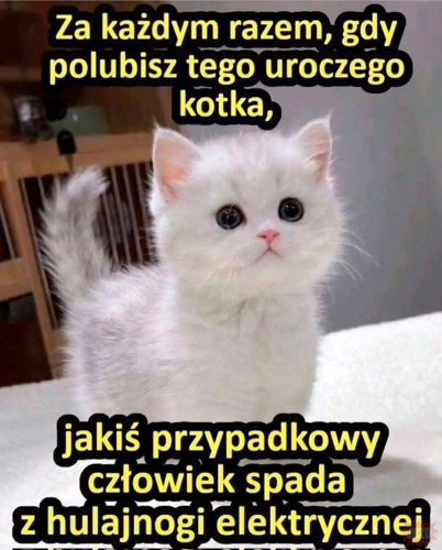To jest poświęcenie na które jestem gotów. #heheszki - wonsz - Hejto.pl