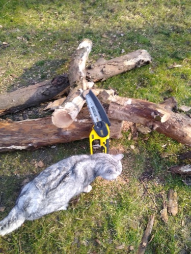 Poczułem się kobietą, więc kupiłem sobie prezent, ale frajda. :stuck_out_tongue: Mam dwie normalne piły, ale ta - Opornik - Hejto.pl