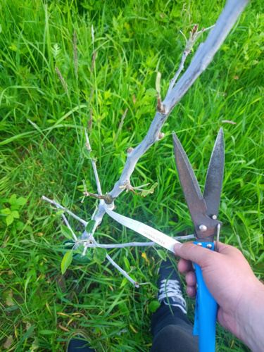 Powiem wam, że się trochę załamałem :unamused: Byłem na działce równo po miesiącu bo dopiero pozwolił mi na to - cebulaZrosolu - Hejto.pl