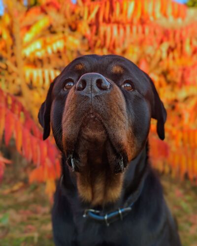 Garść ciekawostek o "rasach agresywnych" - poruszany jest temat dodania american bully na listę ras - Rozpierpapierduchacz - Hejto.pl