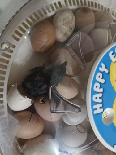 Nawiązując do - starebabyjebacpradem - Hejto.pl