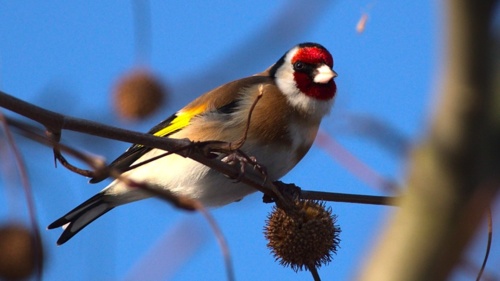 #ptaki #ornitologia #fotografia #mojezdjecie #pentax Szczygieł - Heterodyna - Hejto.pl