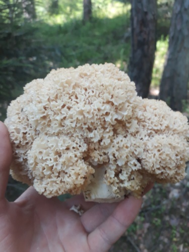 Uwaga! Znalazłeś w lesie coś takiego? To nie jest brokuł! Nie zrywaj, zapisz lokalizację i zgłoś w odpowiednim - voy.Wu - Hejto.pl