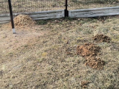 Posrało już te ryjówki ziemne do końca... Mam giga kopiec przy płocie #kret #nornice #ogrod #zalesie - moll - Hejto.pl