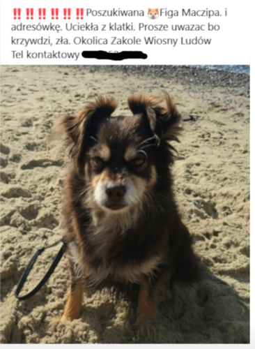 Ostrożnie! Figa Maczipa jest na wolności. Krzywdzi i jest zła. #heheszki #smiesznypiesek - adamszuba - Hejto.pl