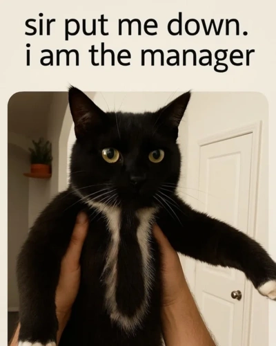 #koty #smiesznekotki #heheszki - Fly_agaric - Hejto.pl