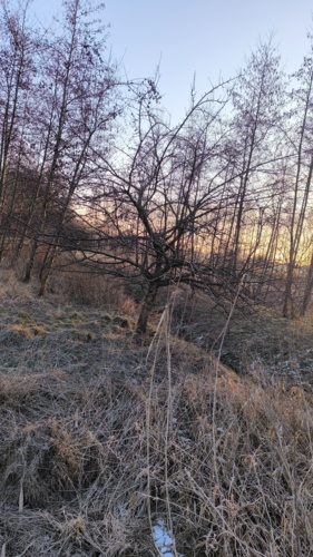 Jakieś cztery lata z rzędu jeżdżąc do pracy drogą krajową mniej więcej w okolicy września widywałem dziką - starebabyjebacpradem - Hejto.pl