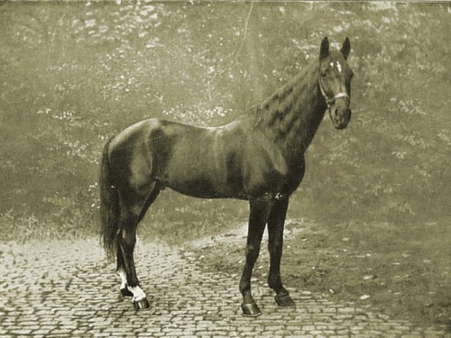 Koń, który zrobił w konia naukowców: Prawdziwa historia Mądrego Hansa - Racjonalia.pl - Hejto.pl