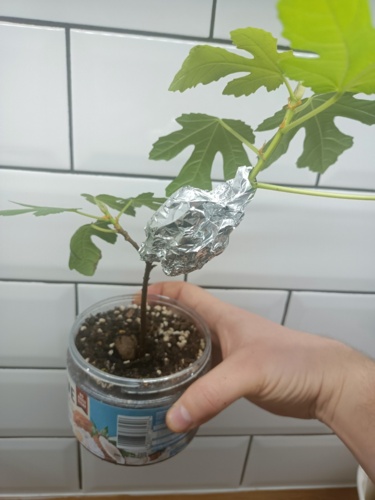 Przeprowadzam test ukorzeniania na roślinie. Widziałem takie coś w internecie u hindusów to se sprawdzę. Pacjent - cebulaZrosolu - Hejto.pl