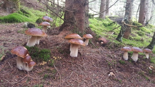 Takie znalezione w lesie by Wam humor zepsuć :D Ponoć Norwegia, 2024 #grzyby #niedlapsakielbasa - Ragnarokk - Hejto.pl