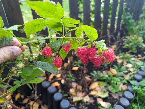 Ostani zbiór malin w tym roku :smiley: #ogrodnictwo #maliny - Yes_Man - Hejto.pl