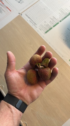 Ale dojebane liczi. Pyszne, o niebo lepsze niz u nas. Pestka tez giga ;) #malezja #jedzenie #ciekawostki - bartek555 - Hejto.pl