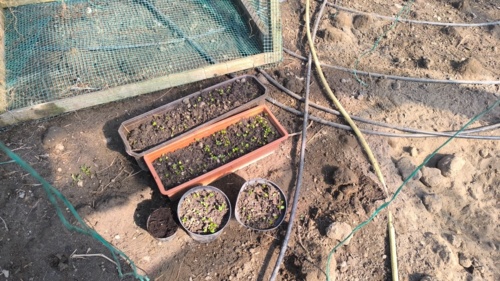 Osiem dni temu pisałem o końcówce stratyfikacji nasion antonówki, pigwy i gruszki ulęgałki z przeznaczeniem na - starebabyjebacpradem - Hejto.pl