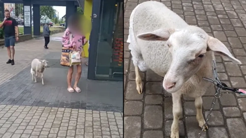 #niewiemjakotagowac : #owcaspam czy #owcacontent Owca w pieluchach na smyczy w Białymstoku. Idzie do Biedronki 14 - aerthevist - Hejto.pl