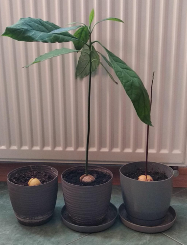 #ogrodnictwo #chwalesie nie mogą się doczekać większych doniczek i płonącej planety, na razie trzymam w - skorpion - Hejto.pl