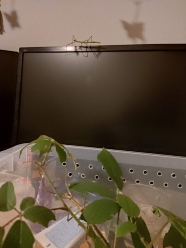 Ktoś tu poczuł dzisiaj zew przygody i postanowił trochę pozwiedzać, kiedy zostawiłam na biurku otwarte terrarium - Jakly - Hejto.pl