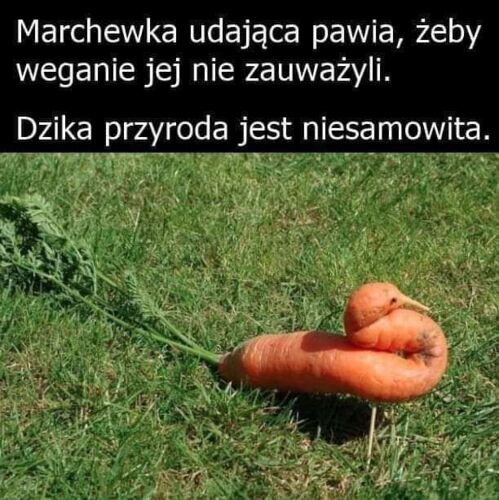 #memy﻿ ﻿#heheszki﻿ ﻿#humorobrazkowy﻿ ﻿#weganizm - Cekyo - Hejto.pl