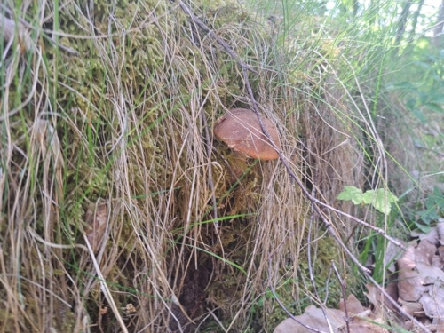 Pierwszy grzybek w tym sezonie :grinning: #grzyby #las #lesnapracbaza - Airbag - Hejto.pl