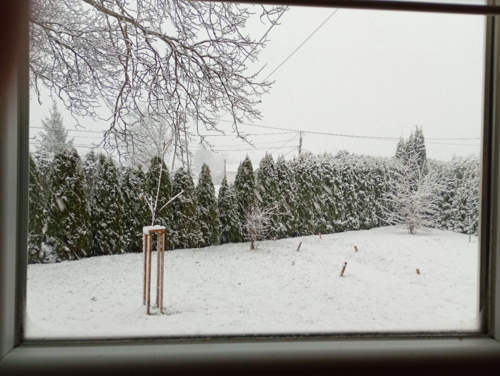 #hejto #ogrodnictwo #pytanie Napisałem #ciekawostki #ankieta #alawar bo może się komuś przyda. Zakupiłem z kolegą - Alawar - Hejto.pl